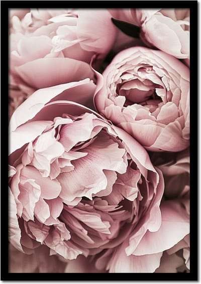 Poster gesloten pioenrozen - 21cm x 30cm a4 - vintage - woonkamer - slaapkamer - bloemen posters - goedkoop - muurposter - natuur - wanddecoratie