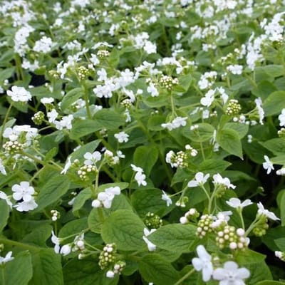 6x Kaaps-vergeet-me-nietje - Brunnera macrophylla ‘Betty Bowring’ - Pot 9x9cm