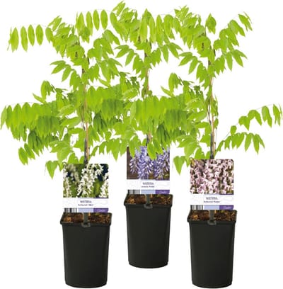Bloeiende Klimplant - Driekleurige Wisteria - Tuin Verfraaien - Drie Kleuren Bloemen - 3 Planten - Blauw Roze Wit