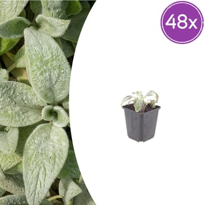 Tuinplantenshop.com | Stachys byzantina 'Silver Carpet' | 48 stuks - Ø9cm - 10-25cm hoog - Tuinplant