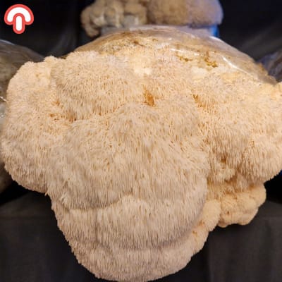 Samzwam Grow Kit - Pruikzwam (Lion's Mane) Kweekset XL - Kant en klaar - Gezonde Paddenstoelen - Geschikt voor Beginners en Ervaren Kwekers