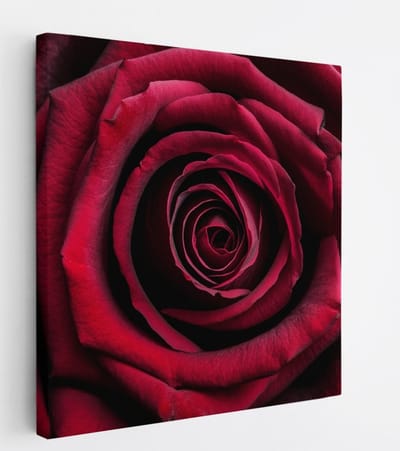 Saammp Canvas Schilderij - Rode Roos Close-Up - Natuur - Abstract - 20x20 - Foto op canvas - Wanddecoratie - Muurdecoratie Woonkamer - Kantoor Decoratie