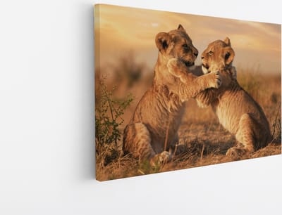 Saammp Canvas Schilderij - 2 Leeuwen welpen aan het spelen - Dieren - Natuur - 45x30 - Foto op canvas - Wanddecoratie - Muurdecoratie Woonkamer - Slaapkamer decoratie - Canvas Print