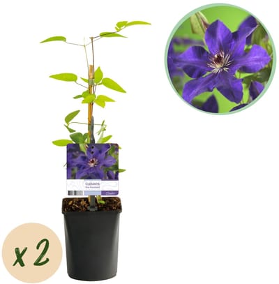 Green boutiQ - Klimplant - Clematis The President - Bloem Roze - Weinig onderhoud -2 planten - Pot 11cm Hoogte 40cm