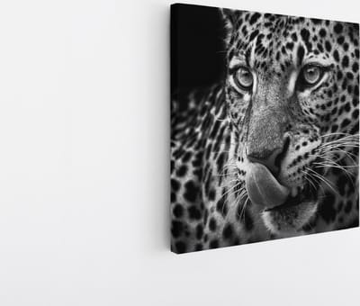 Saammp Canvas Schilderij - Panter met tong naar buiten - Natuur - Dieren - 20x20 - Foto op canvas - Wanddecoratie - Muurdecoratie Woonkamer - Slaapkamer decoratie - Canvas Print