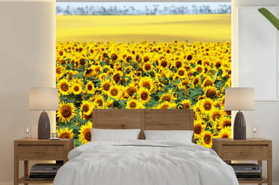 Behang - Fotobehang Zonnebloem - Bloemen - Natuur - Breedte 300 cm x hoogte 300 cm
