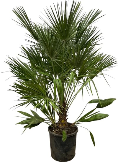 Trendyplants - Chamaerops Humilis - Hoogte 150-170 cm - Europese Dwergpalm - Winterhard - Tuinplant - Potmaat Ø25cm