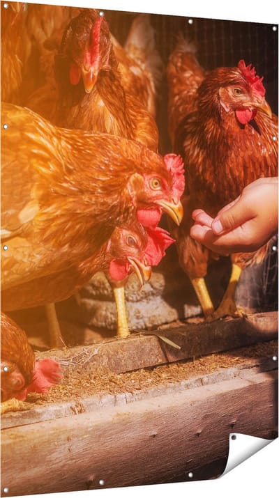 Gards Tuinposter Kippen Krijgen te Eten - 120x180 cm - Tuindoek - Tuindecoratie - Wanddecoratie buiten - Tuinschilderij