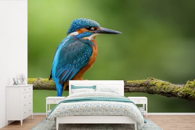 Behang - Fotobehang IJsvogel - Tak - Mos - Vogel - Groen - Breedte 360 cm x hoogte 240 cm