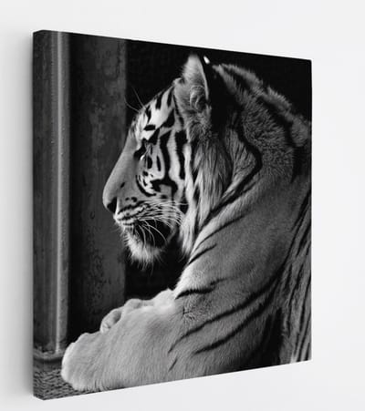 Saammp Canvas Schilderij - Tijger - Zwart-Wit - Natuur - Dieren - 20x20 - Foto op canvas - Wanddecoratie - muurdecoratie Woonkamer - Slaapkamer decoratie - Canvas Print