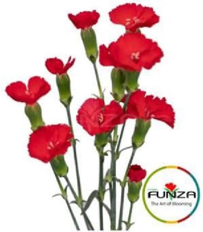 20x Dian.tr.solomio simply love 60cm