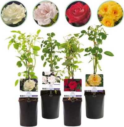 Plantenboetiek.nl | Klimroos - Rosa Rainbow - Bloemen Roze Wit Geel Rood - Weinig onderhoud - 4 planten - Ø10cm - 30-40cm hoog - Tuinplant