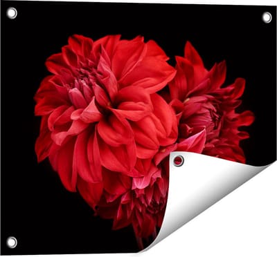 Gards Tuinposter Rode Dahlia Bloemen - 50x40 cm - Tuindoek - Tuindecoratie - Wanddecoratie buiten - Tuinschilderij
