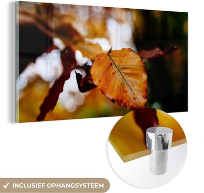 MuchoWow® Glasschilderij 40x20 cm - Schilderij acrylglas - Beuk - Herfst - Bladeren - Foto op glas - Schilderijen