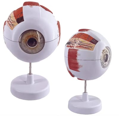 Nixnix® - Anatomisch model Oog - 6x vergroot - 25cm -Menselijk lichaam