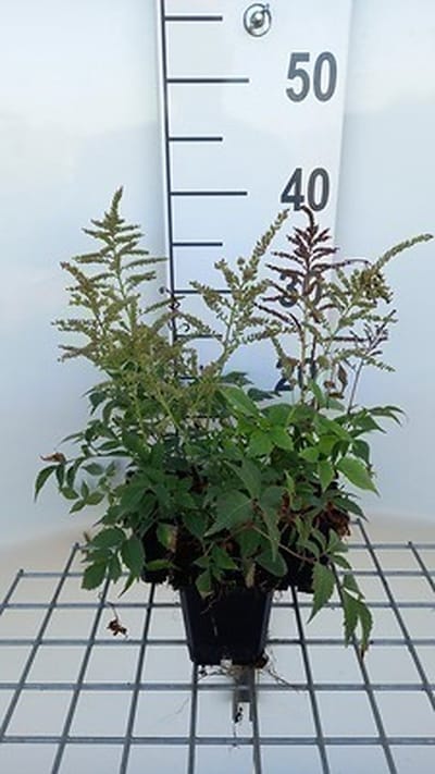 6x Pluimspirea - Astilbe (j) 'Gladstone' | 9x9 cm pot