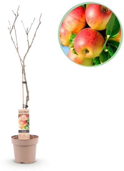Green boutiQ - Fruitboom - Malus domestica Jonagold - Appelboom - Winterhard - Geel-Groene Appel - 1 Plant - Pot 21cm - Hoogte 90cm