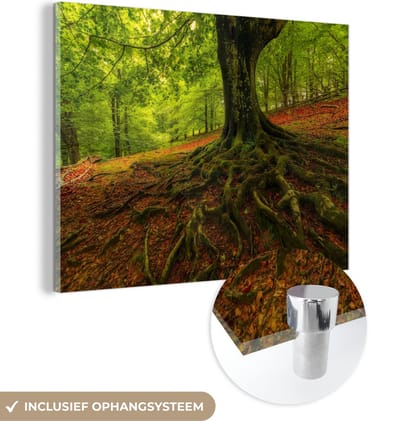MuchoWow® Glasschilderij 120x90 cm - Schilderij acrylglas - Boom - Bos - Herfstbladeren - Foto op glas - Schilderijen