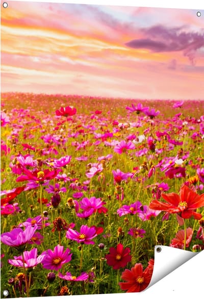 Gards Tuinposter Kleurrijke Kosmos Bloemenveld - 80x100 cm - Tuindoek - Tuindecoratie - Wanddecoratie buiten - Tuinschilderij