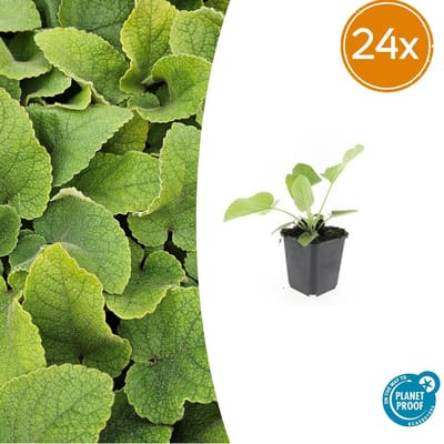 Trendyplants - Phlomis russeliana - 24 stuks - Brandkruid - Winterhard - Hoogte 10-30 cm - Potmaat Ø9cm