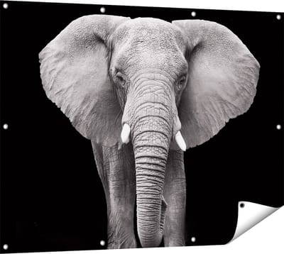 Gards Tuinposter Olifant - Zwart Wit - 120x90 cm - Tuindoek - Tuindecoratie - Wanddecoratie buiten - Tuinschilderij