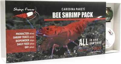 Shrimps Forever Caridina Box