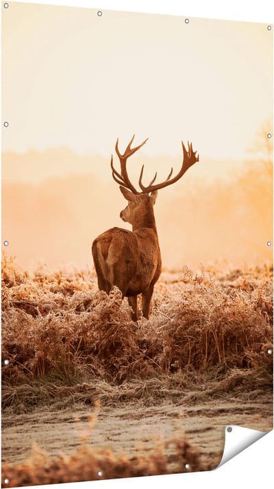 Gards Tuinposter Hert in de Wei tijdens de Zonsopkomst - 120x180 cm - Tuindoek - Tuindecoratie - Wanddecoratie buiten - Tuinschilderij