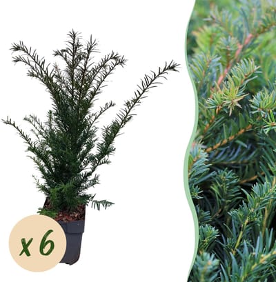 Plantenboetiek.nl | Taxus baccata - blad groen - 6 planten - 1 strekkende meter - groenblijvend - pot 17cm hoogte 60cm - Haagplanten - Ø20cm - 50-60cm hoog - Tuinplant