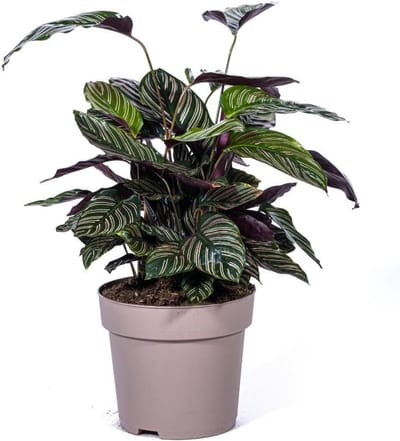 Kamerplant - Tropische plant - Huis verfraaien - Opvallende bladeren - 60-80 cm - Groen gestreept