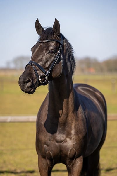 Horsegear Trainingshoofdstel Horsegear Hgwellington Zwart