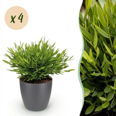 Green boutiQ - Kamerplant - Bamusa Pogonatherum Monica - Bamboegras - Huisdiervriendelijke Plant - Groen - 4 Planten - met Potter Grijs - Pot 12cm - Hoogte 20cm