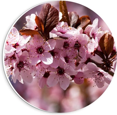 Forex Wandcirkel - Roze Bloemen in de Boom  - 20x20cm Foto op Wandcirkel (met ophangsysteem)