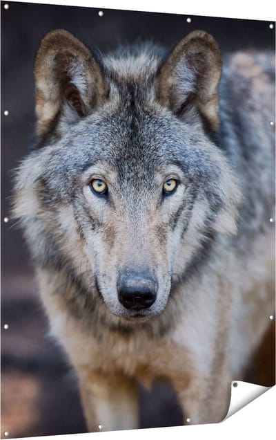 Gards Tuinposter Wolvenkop - Grijze Wolf - 120x160 cm - Tuindoek - Tuindecoratie - Wanddecoratie buiten - Tuinschilderij