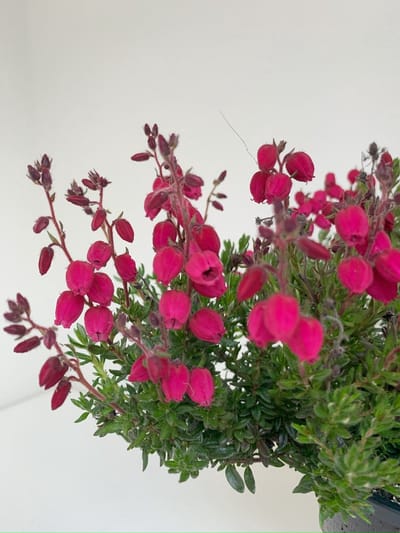 Ierse heide Rood - 6 Stuks - Daboecia cantabrica 'Angelina' - 1.5L - Plant - Tuinplant - Heide - Bloem