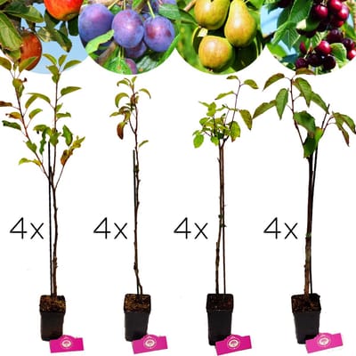 Set van 16 fruitbomen - 4x Appel, 4x Peer, 4x Kers, 4x Pruim - Hoogte 70/100cm - 11cm pot - Mix A