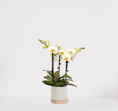 Phalaenopsis Multiflora wit in sierpot Emma Wood wit – bloeiende witte Orchidee – kamerplant - 40-55cm - Ø13 – geleverd met plantenpot – vers uit de kwekerij