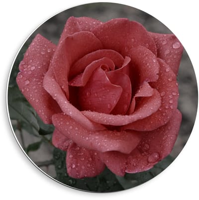 Forex Wandcirkel - Roze Roos met Groen Blaadjes  - 40x40cm Foto op Wandcirkel (met ophangsysteem)