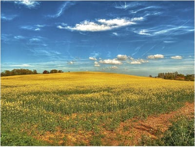Puzzel 1000 Stukjes - Legpuzzel Familie - Ontspanning Thuis - Houten Kwaliteit - 75x50cm - Bloemen Lucht