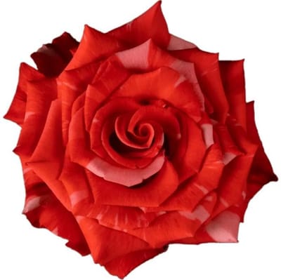 25x Rosa wild cat 50cm