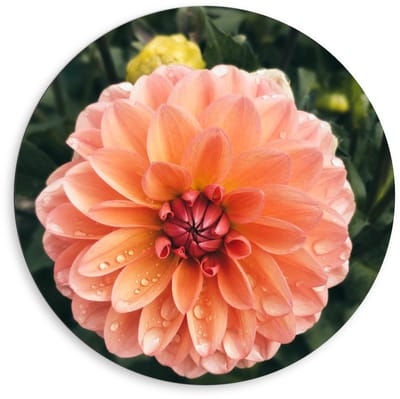 Dibond Wandcirkel - Dahlia Bloem tussen Groen - 80x80cm Foto op Aluminium Wandcirkel (met ophangsysteem)