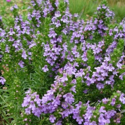 Berg bonenkruid (Satureja montana) - Bonenkruid - Vaste planten - Moestuin - Bijen-Vlinders - Geurend - Bodembedekkers - Zomerbollen