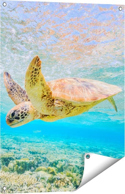 Gards Tuinposter Schildpad Zwemt in de Zee bij het Rif - 60x80 cm - Tuindoek - Tuindecoratie - Wanddecoratie buiten - Tuinschilderij
