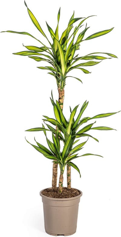 Plantenboetiek.nl | Dracaena Deremensis Rikki - Ø21cm - 90-100cm hoog - Kamerplant - Groenblijvend