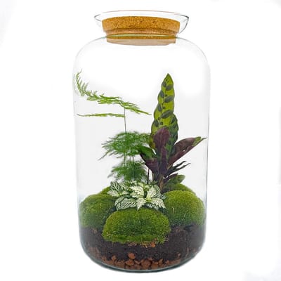 Zelfbouw planten terrarium - Botanische XL pot - 43 x 23 cm - Met planten en toebehoren