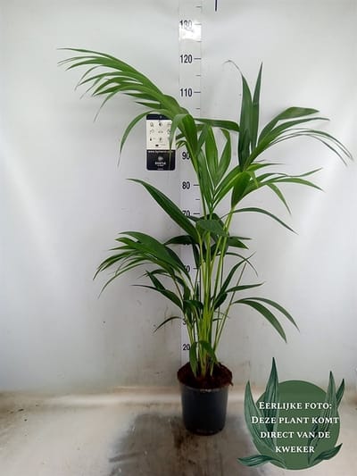 Howea forsteriana - Hoogte 100cm - Potmaat 19cm - Luchtzuiverende Kamerplant - Plant binnen