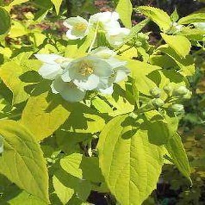 Philadelphus Coronarius 'Aureus' - Boerenjasmijn - 30-40 cm in pot: Struik met goudgeel blad en geurige witte bloemen.