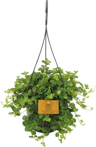 Plantenboetiek.nl | Peperomia Rotundifolia - Ø15cm - 25cm hoog - Kamerplant - Groenblijvend - Cactus & Vetplanten