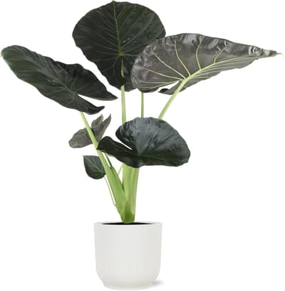 Alocasia Regal Shield Ø21cm - 100cm in Vibes WIT pot