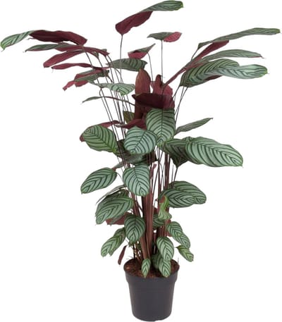 Trendyplants - Calathea Oppenheimiana - Kamerplant - Hoogte 120-140 cm - Potmaat Ø27cm
