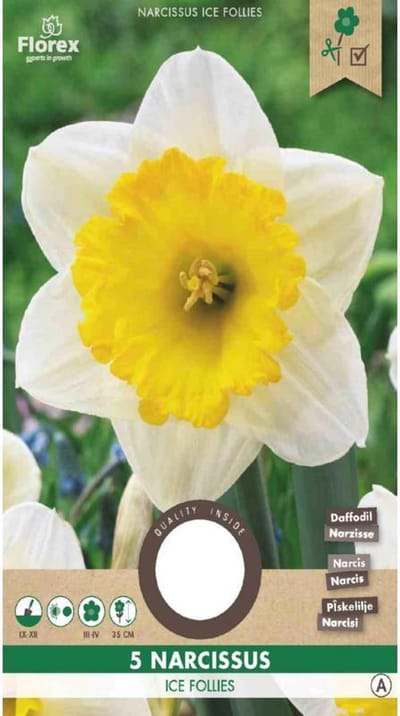 Narcis Grootkronig Ice Follies 12/14 5 st.(10) 971.05